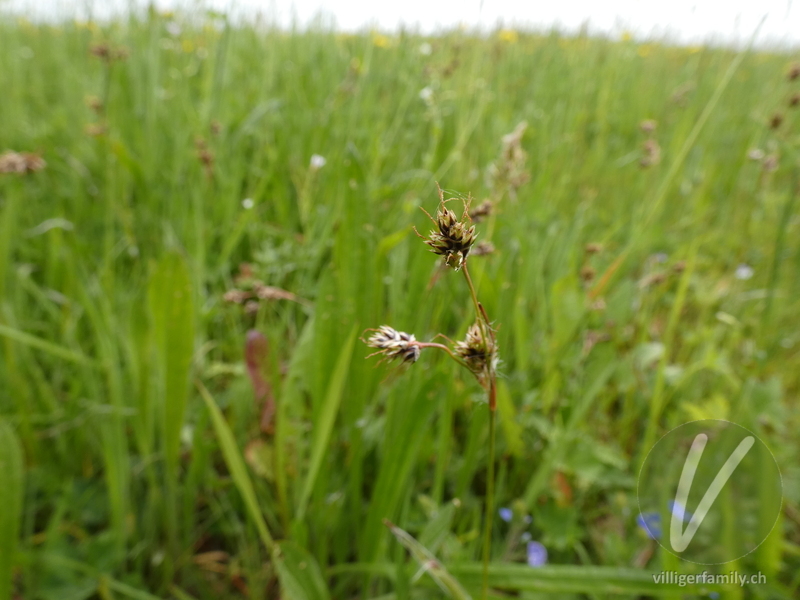 Feld-Hainsimse: Übersicht